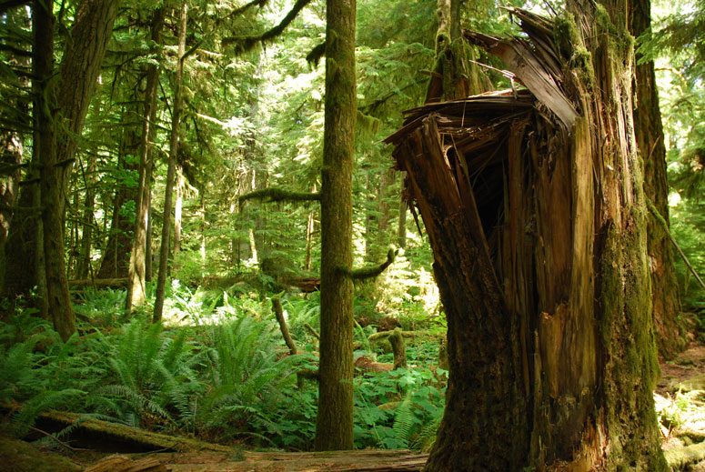 Cathedral Grove